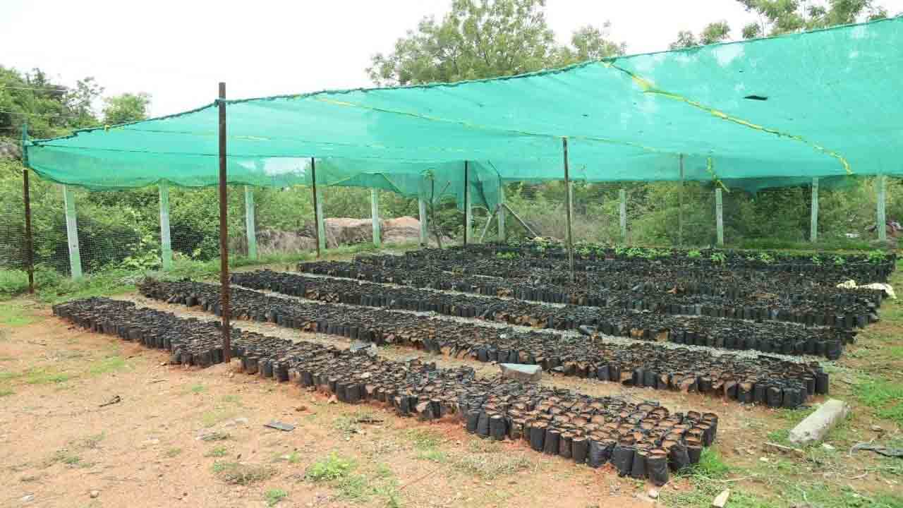 వనమహోత్సవమేది?