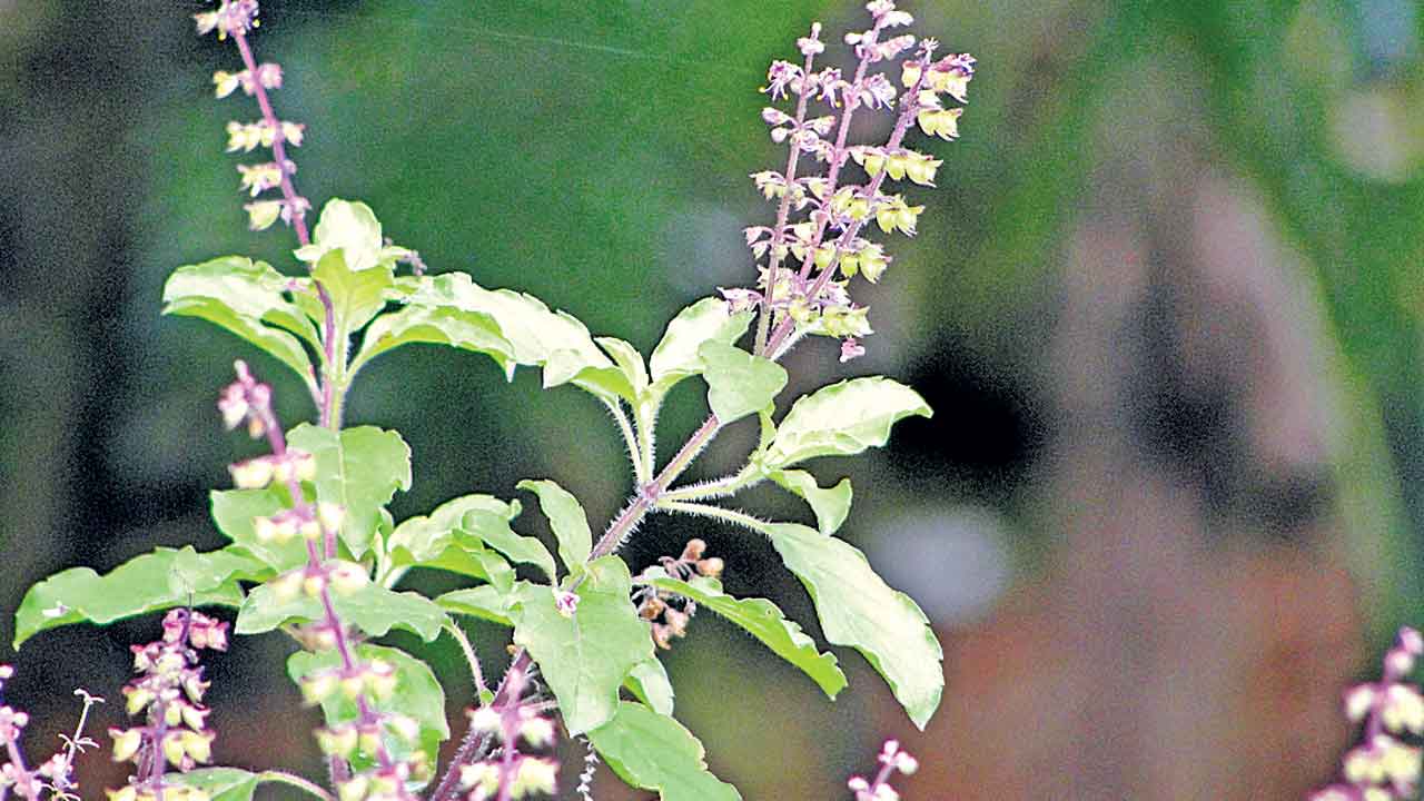 దోమలు పరార్‌!