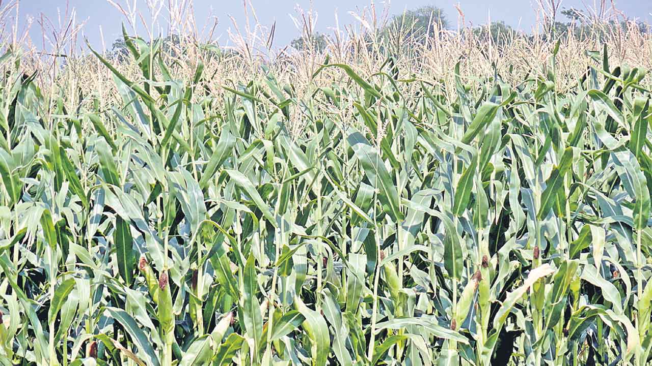 వానాకాలం మెట్ట సాగుకు దిగులొద్దు