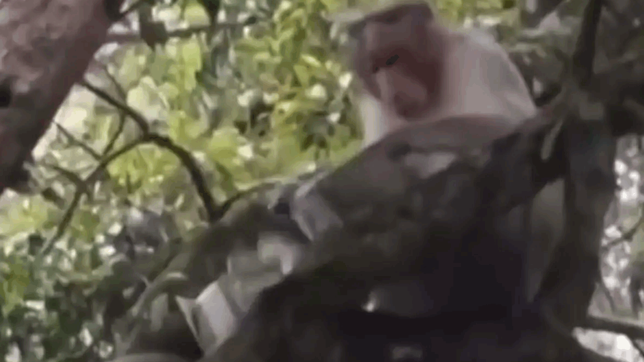 Monkey Steals Money | టూరిస్ట్‌ చేతిలో ఉన్న రూ.500 నోట్ల కట్టను లాక్కెళ్లిన కోతి.. తర్వాత ఏం చేసిందంటే..?