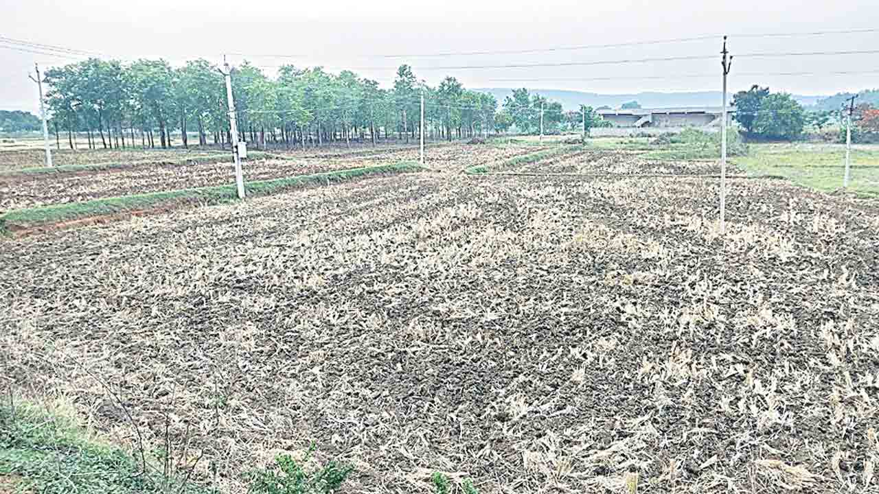 కాల్చొద్దు.. కలియదున్నాలి