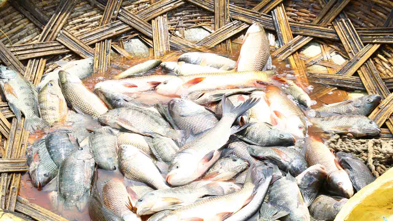 మృగశిర ఆగమనం