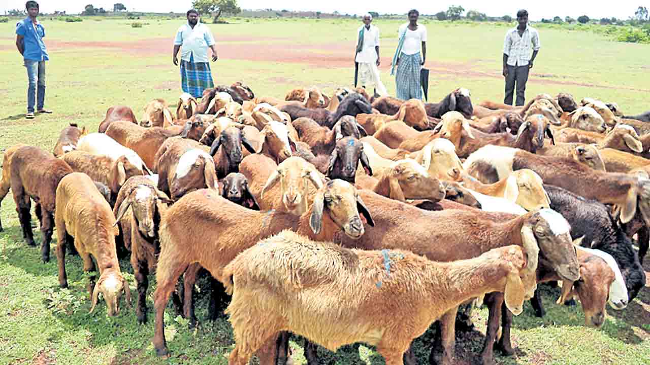 గొల్లకుర్మల అకౌంట్లు ఖాళీ