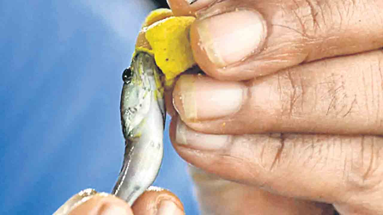 మృగశిరకు ఆంధ్రా చేపలు