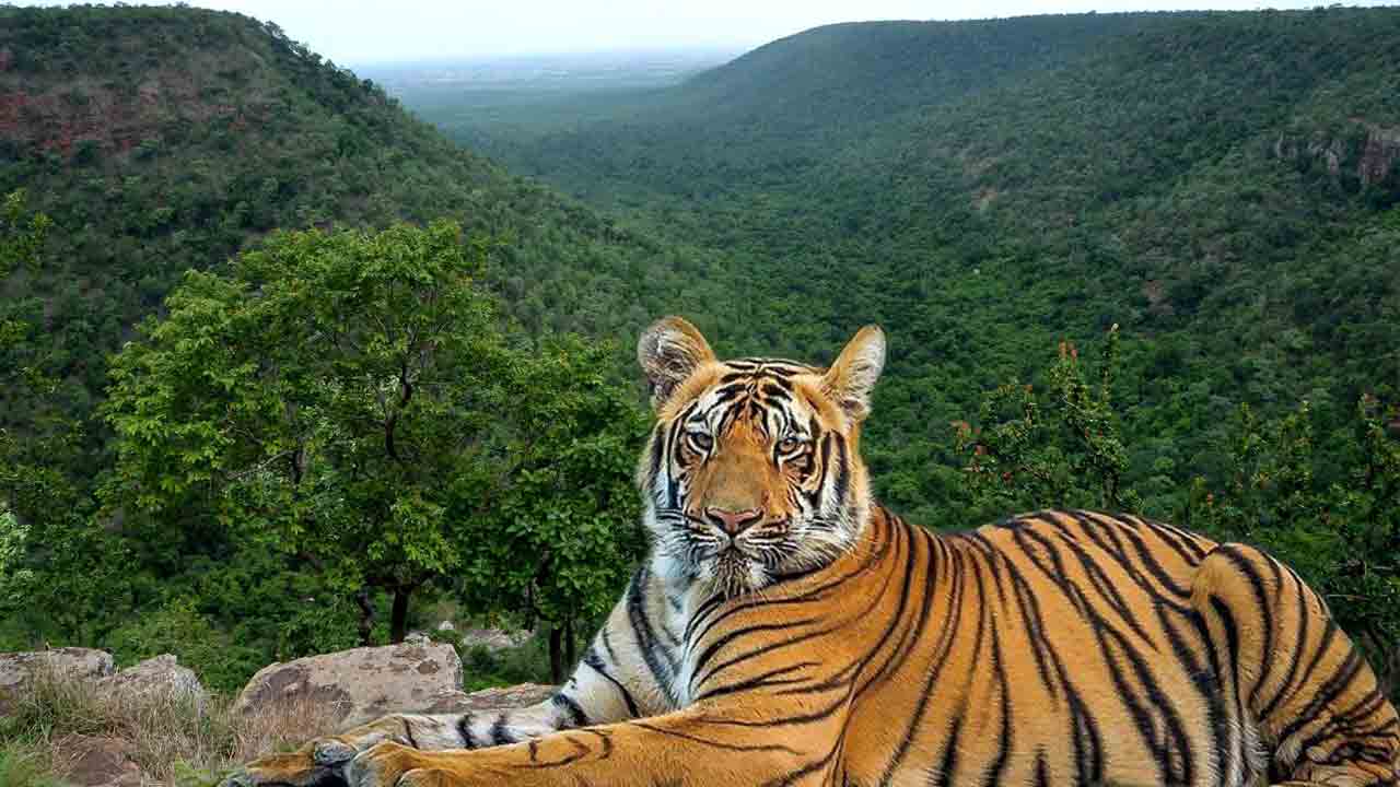 సఫారీ టూర్‌కు బ్రేక్‌