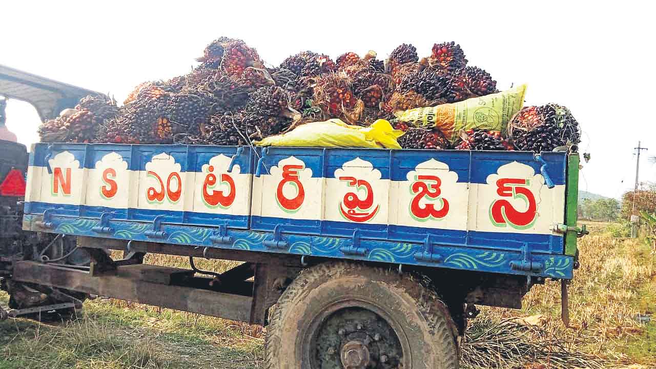 చేతికొచ్చిన ఆయిల్‌పామ్‌.. కేసీఆర్‌ చొరవే అంటున్న రైతులు