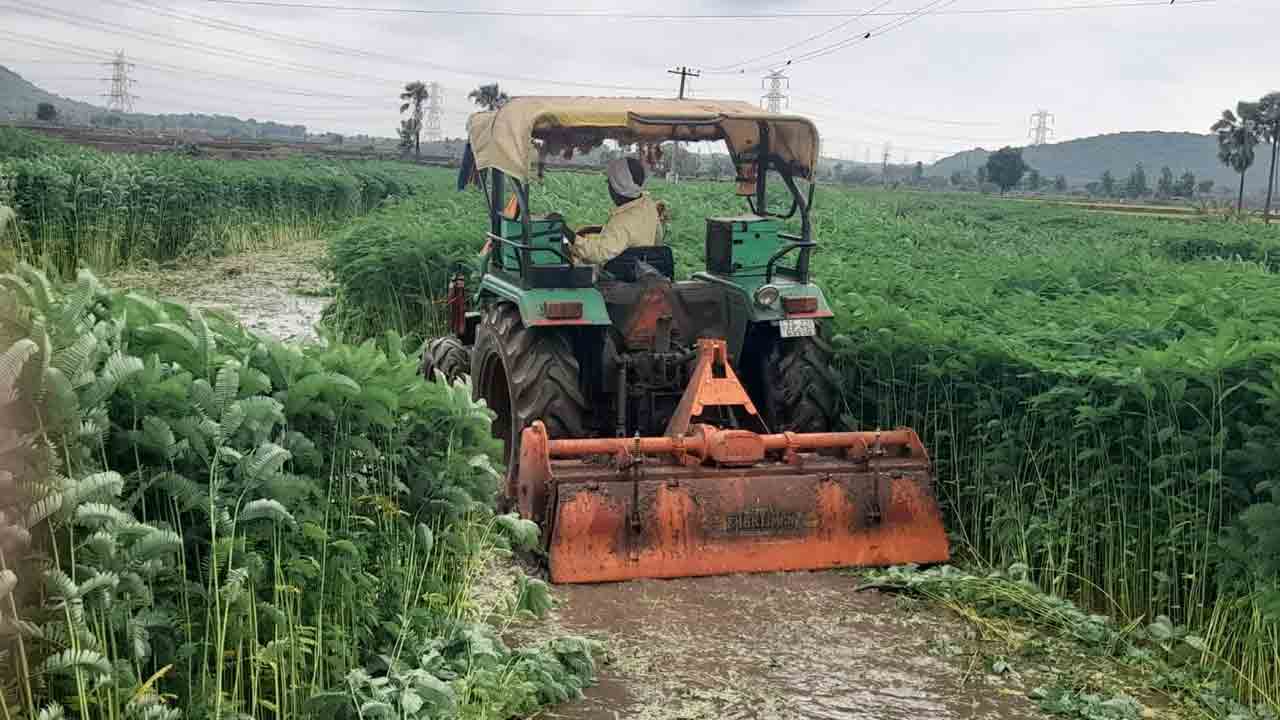 Pachi Rotta Cultivation | పచ్చిరొట్ట పంట సాగు.. భూసారం పెరుగు