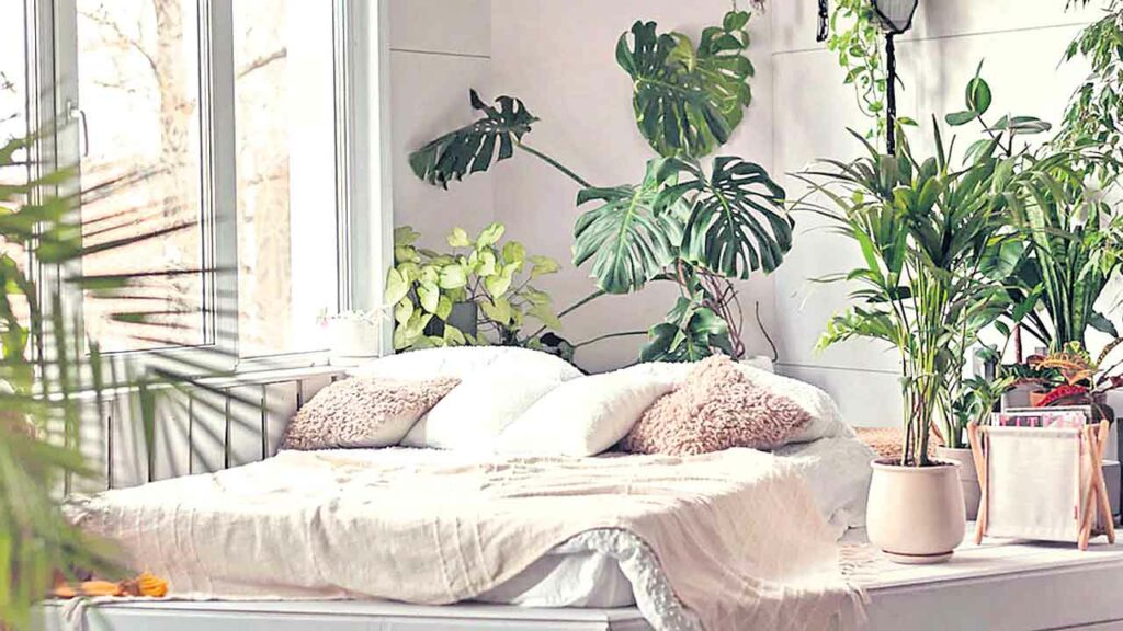 Philodendron Plant, Syngoni