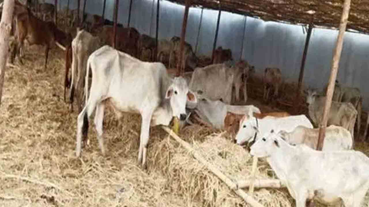 మరో మూడు కోడెలు మృతి