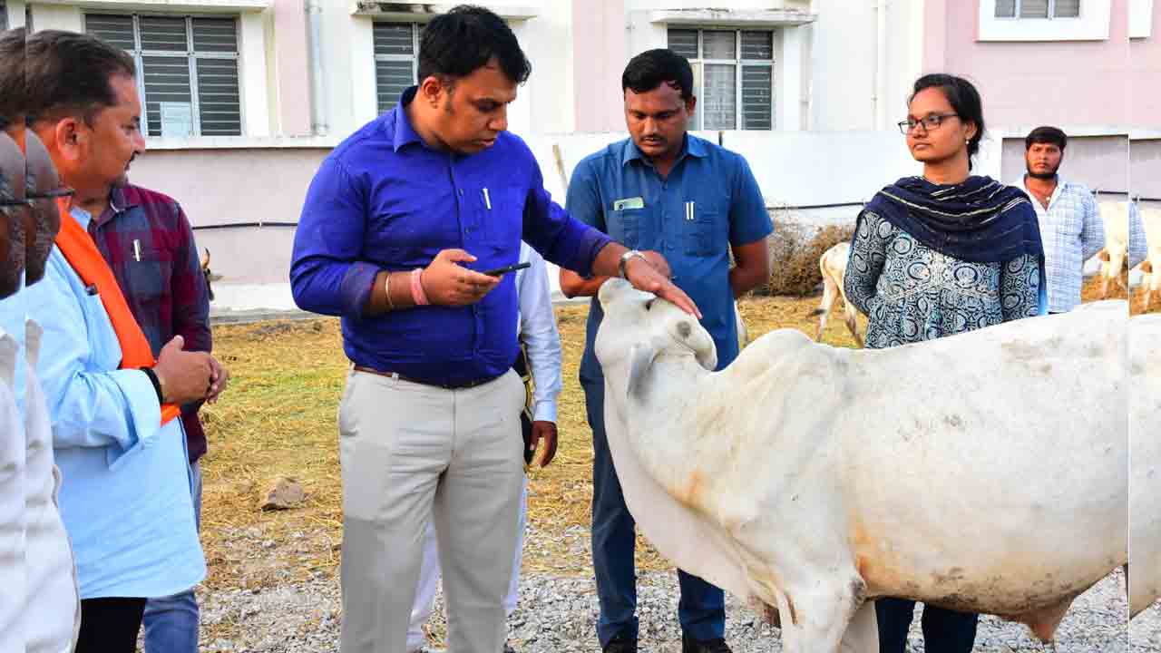 Rajanna Kodelu | వేములవాడ రాజన్న కోడెలకు దరఖాస్తులు..