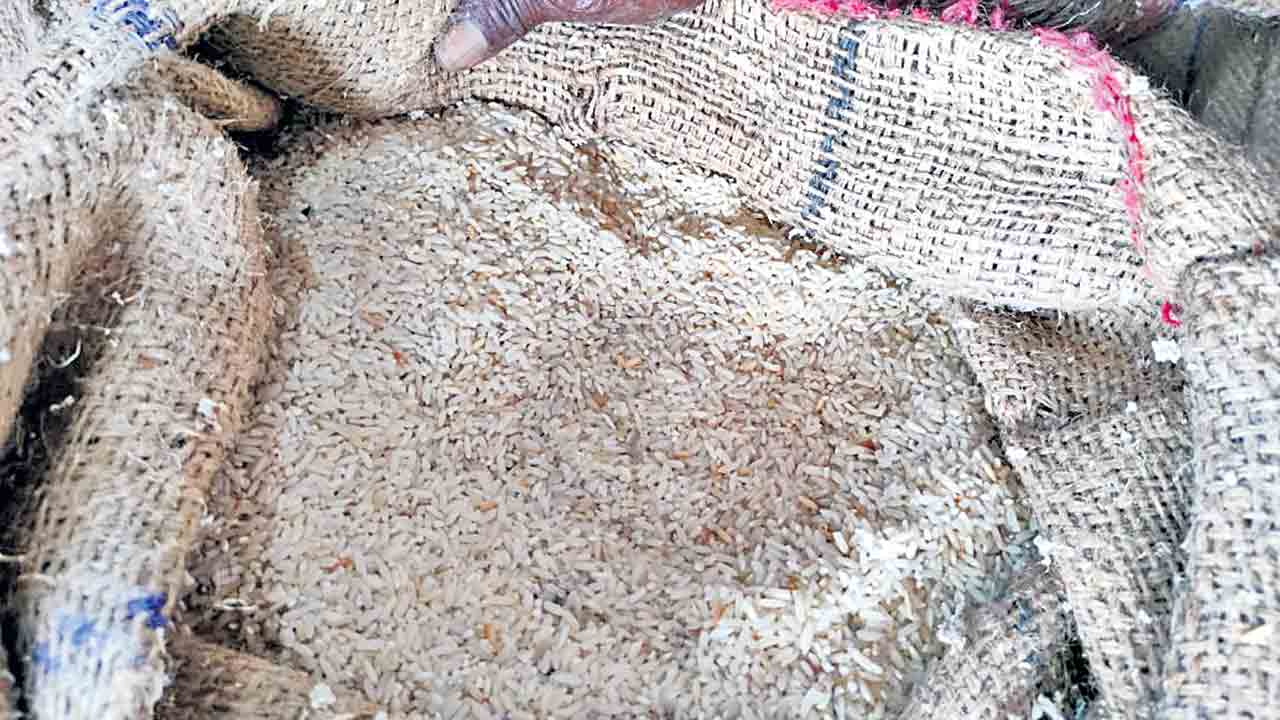 తుట్టెలు పట్టిన సన్నబియ్యం