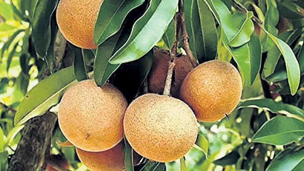 Sapodilla Trees