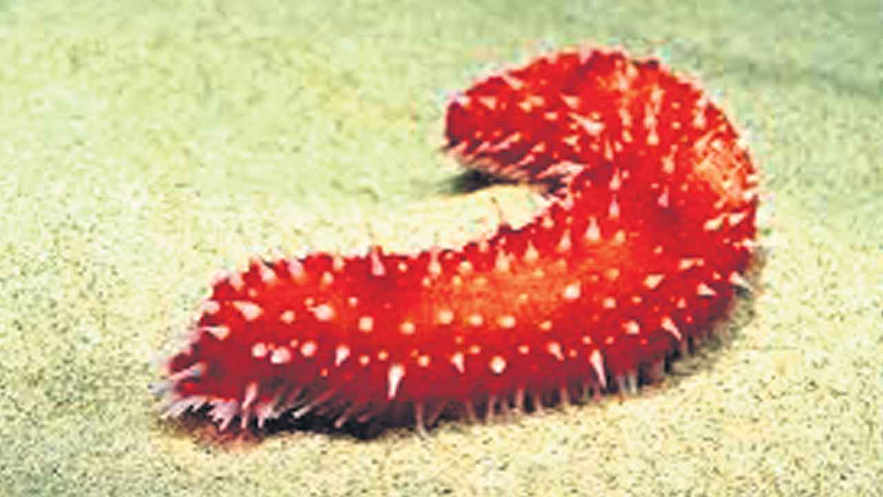 సముద్రపు దోసకాయలతో క్యాన్సర్‌కు చెక్‌!