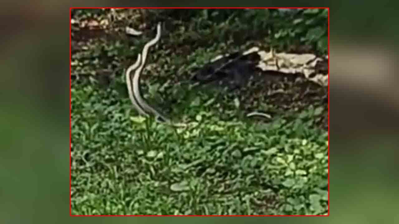 Snakes | పాఠశాలలో పాముల సయ్యాటలు.. భయాందోళనలో విద్యార్థులు