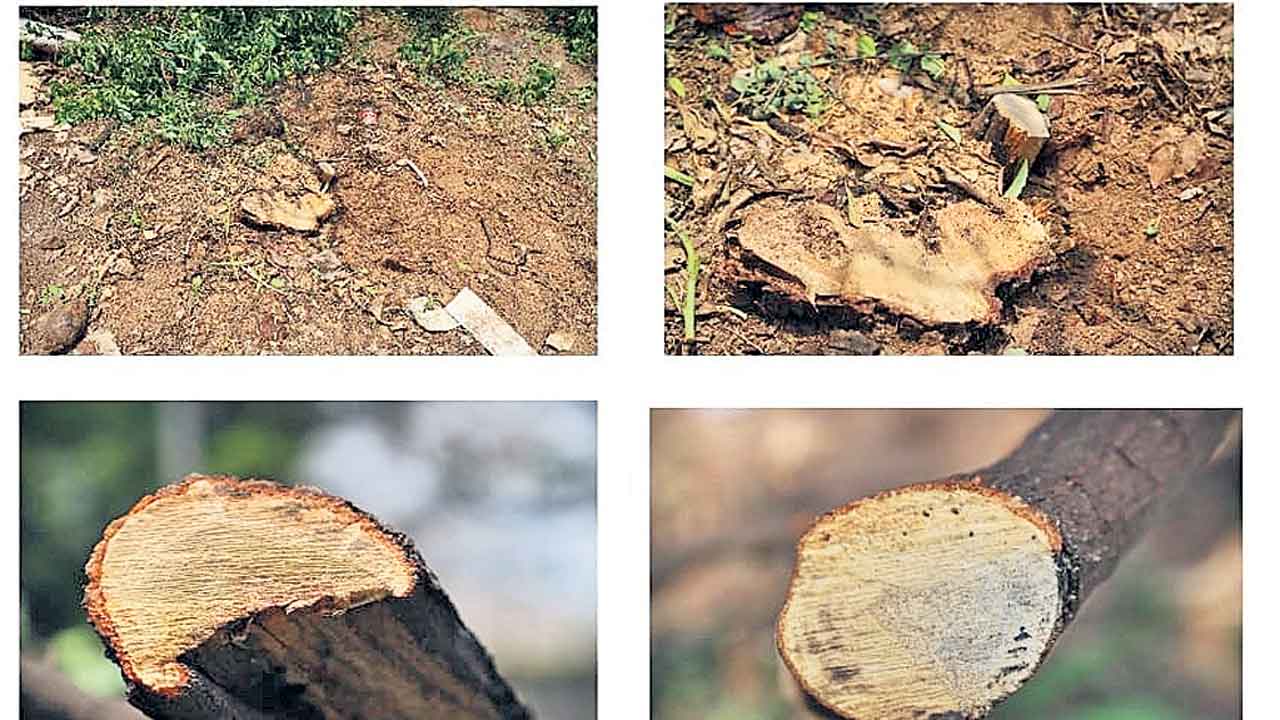 ఇంట్లో దూరి.. శ్రీగంధంచెట్లు నరికి..