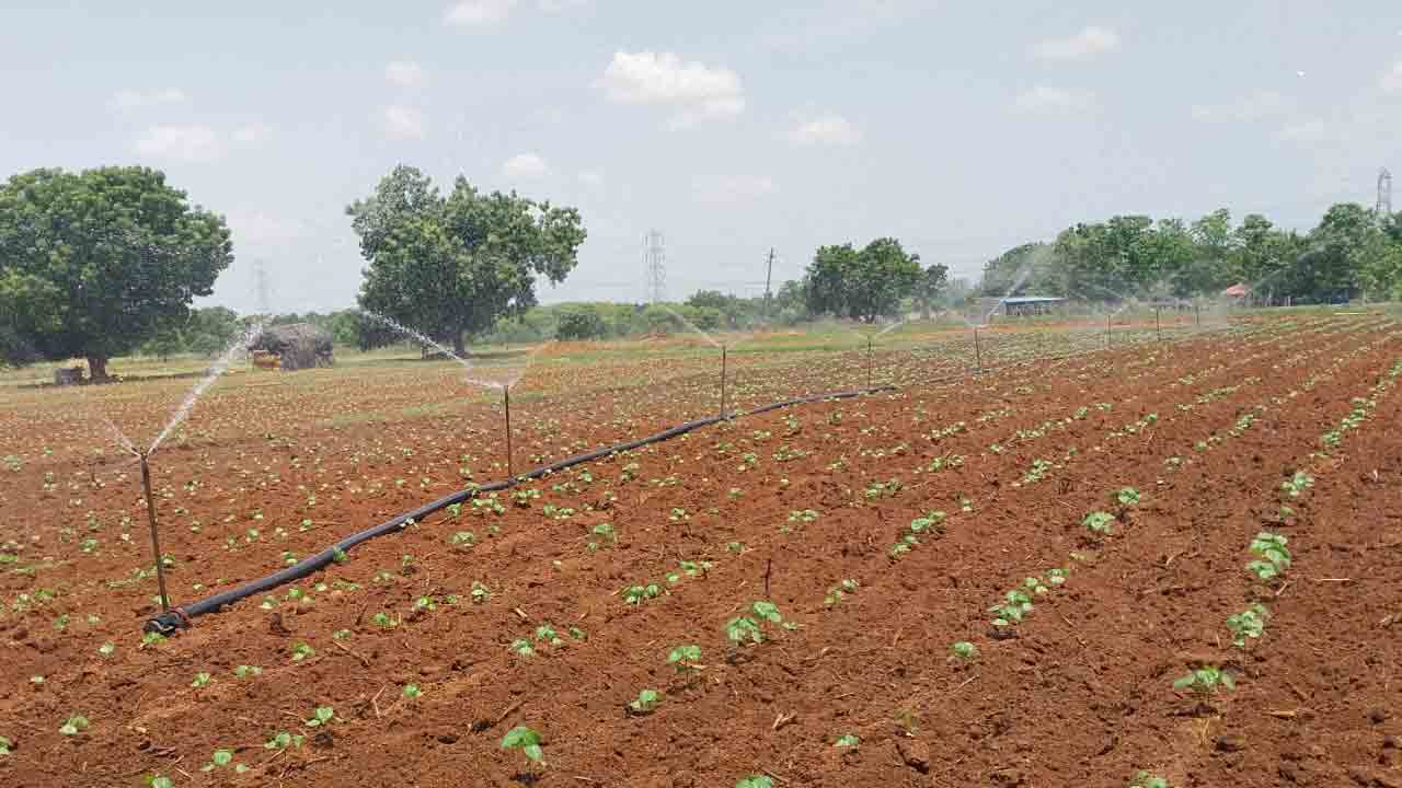 జాడ లేని వాన.. పత్తి చేను చింత.. బాలయ్యపల్లిలో పత్తిని కాపాడేందుకు రైతు తిప్పలు