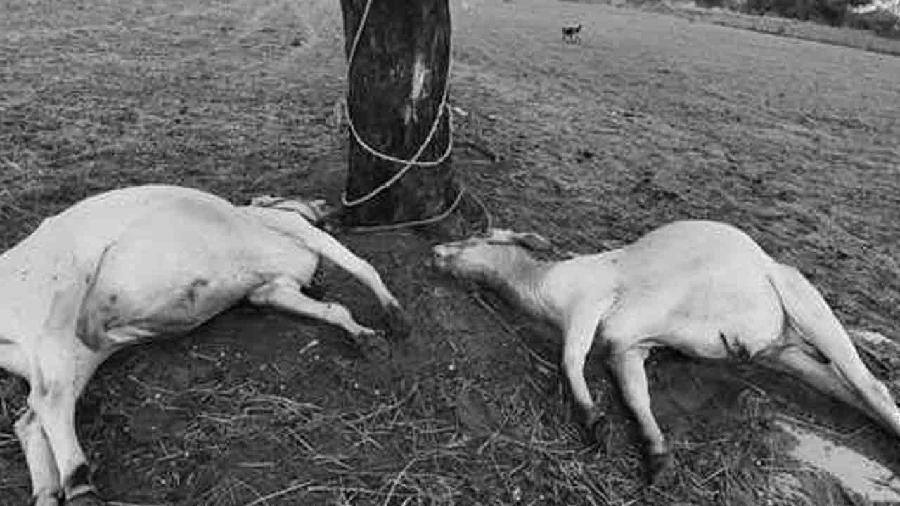 Lightning strike | పిడుగుపాటుకు రెండు కాడెద్దుల మృతి