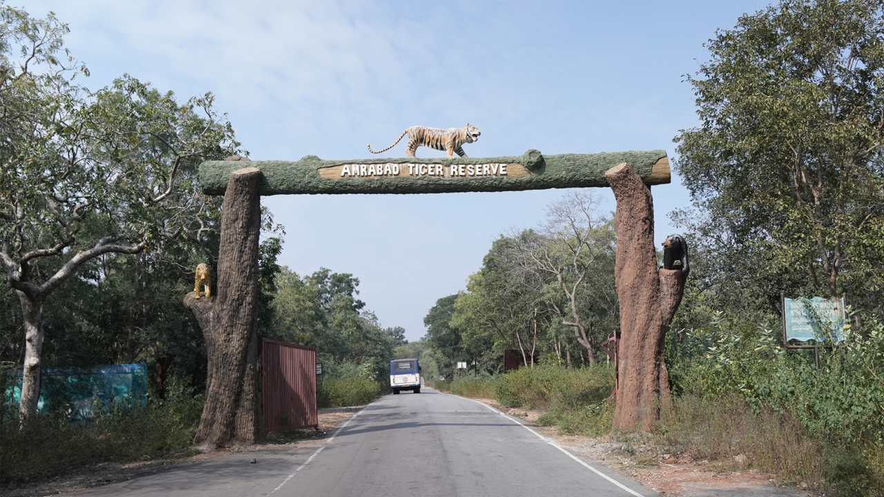 Safari | అమ్రాబాద్‌ టైగర్‌ రిజర్వ్‌లో సఫారీ నిలిపివేత.. మళ్లీ తెరిచేది అప్పుడే..!
