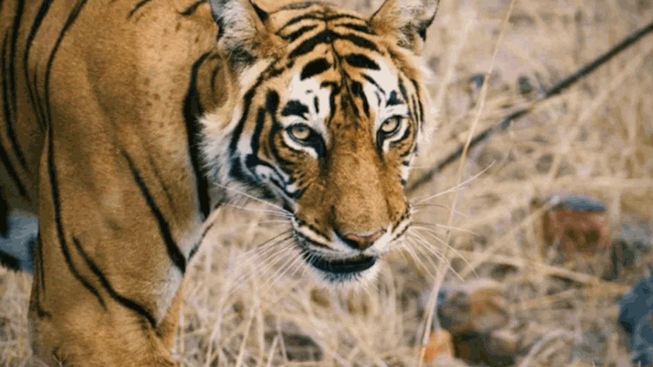 Leopard | షాకింగ్‌ ఘటన.. ఇంటిముందు ఆడుకుంటున్న చిన్నారిపై దాడి చేసి లాక్కెళ్లిన చిరుత