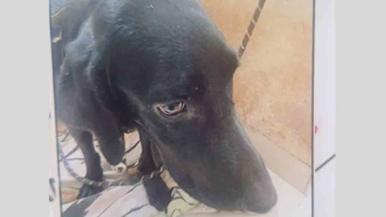 Woman Kills Pet Dog In ‘Tantric’ Ritual | క్షుద్ర పూజల కోసం.. పెంపుడు   కుక్కను బలి ఇచ్చిన మహిళ