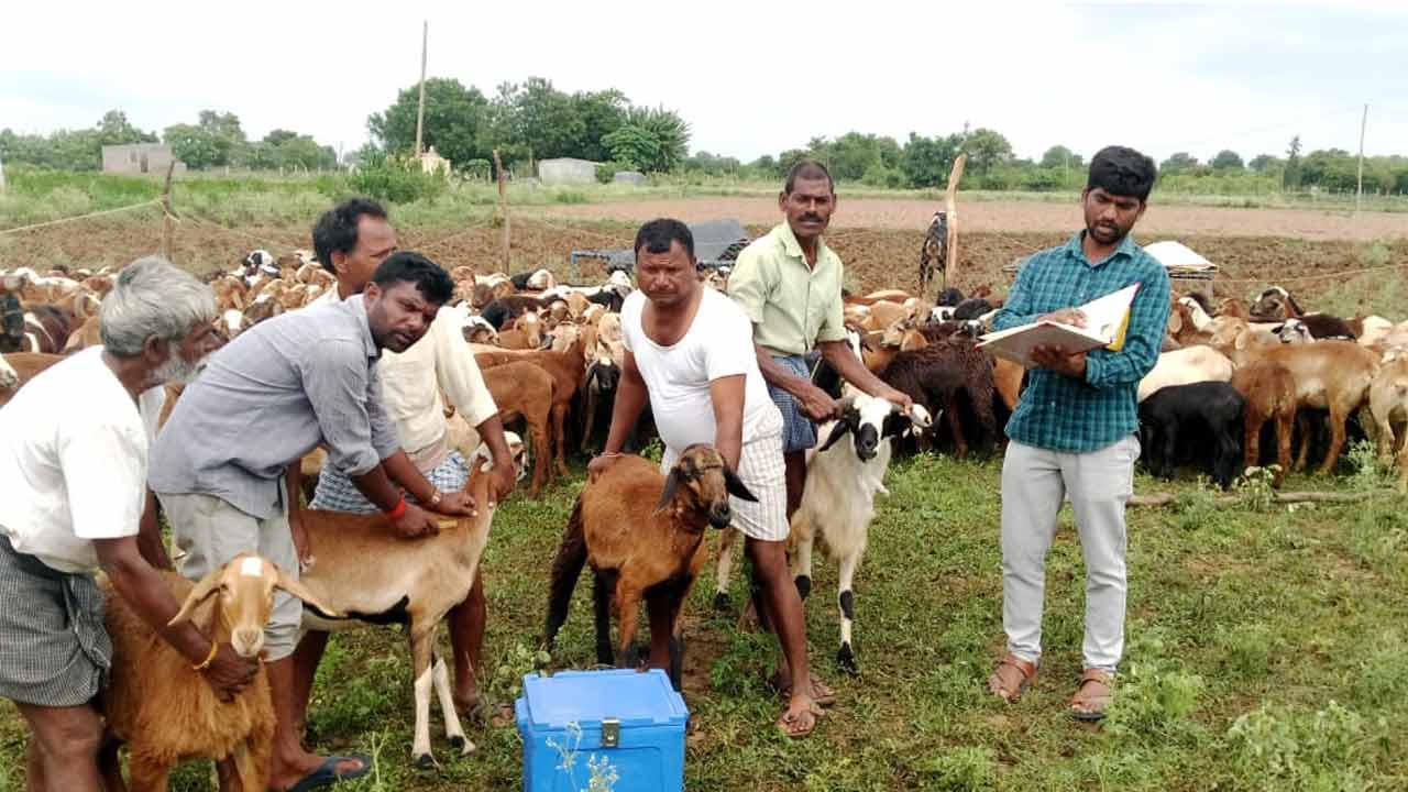 Rangareddy | జీవాలకు వ్యాధి నిరోధక టీకాలు వేయించాలి : రేగడి దోస్వాడ పశువైద్యాధికారి