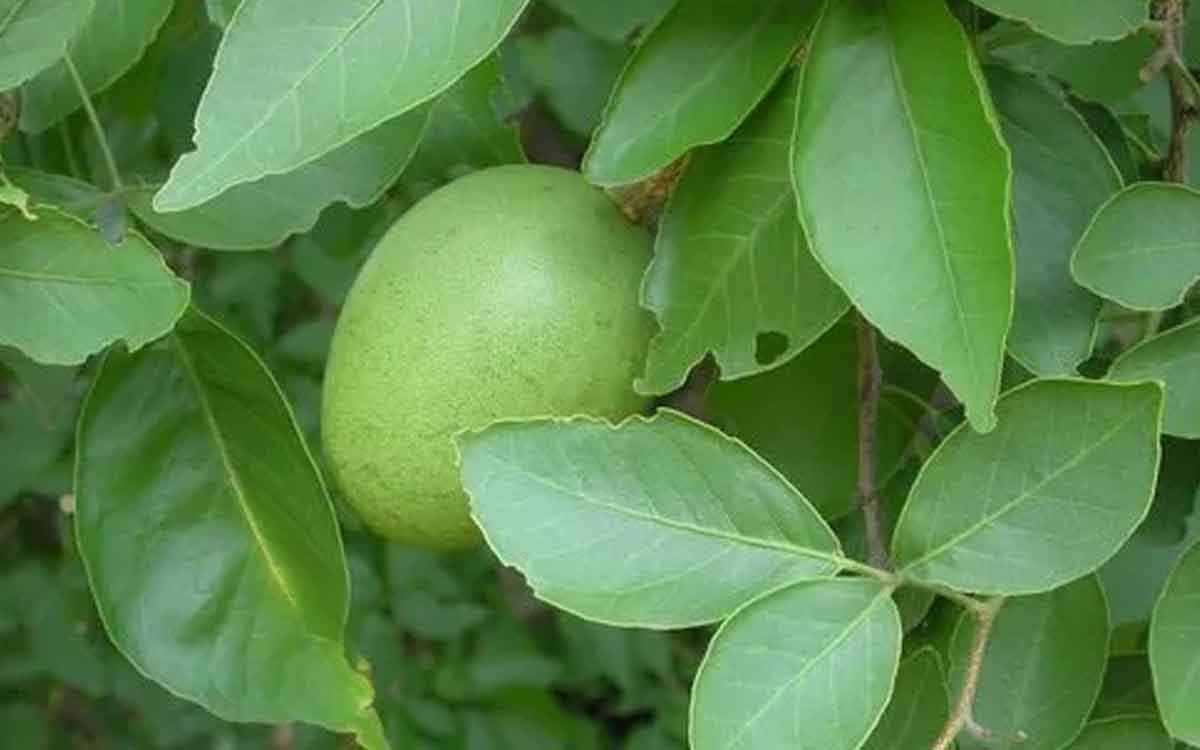 Bilva Leaves | రోజూ ప‌ర‌గ‌డుపునే ఈ ఆకులు మూడింటిని న‌మిలి తింటే ఎలాంటి రోగం ఉండ‌దు..!