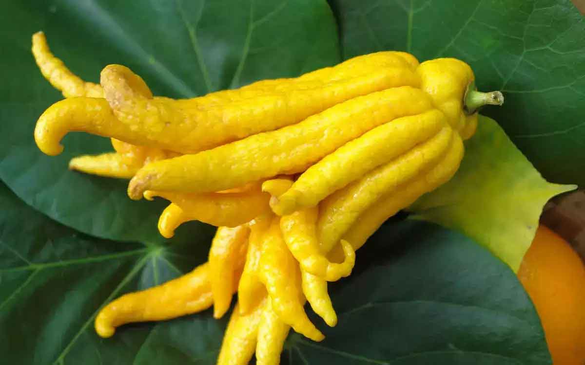 Budhas Hand | అచ్చం చేతిలా ఉండే పండు ఇది.. అనేక ఆరోగ్య ప్ర‌యోజ‌నాల‌ను అందిస్తుంది..!