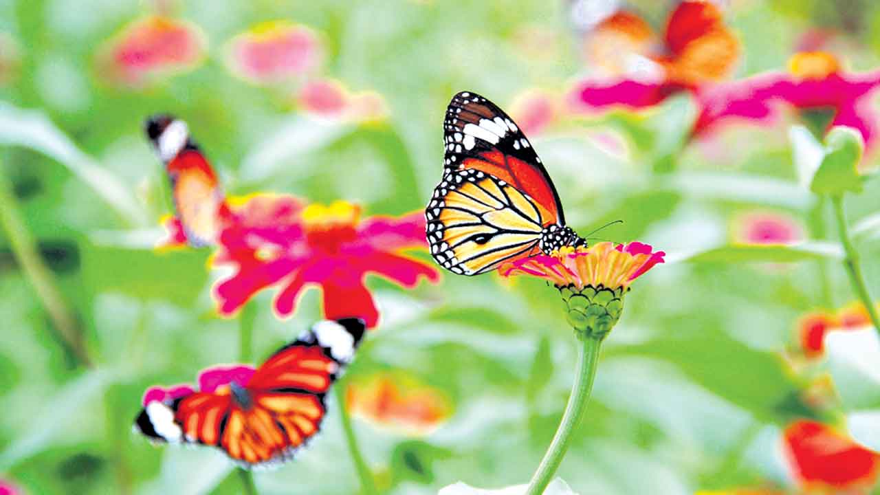 అతిథులను ఆహ్వానిద్దాం!