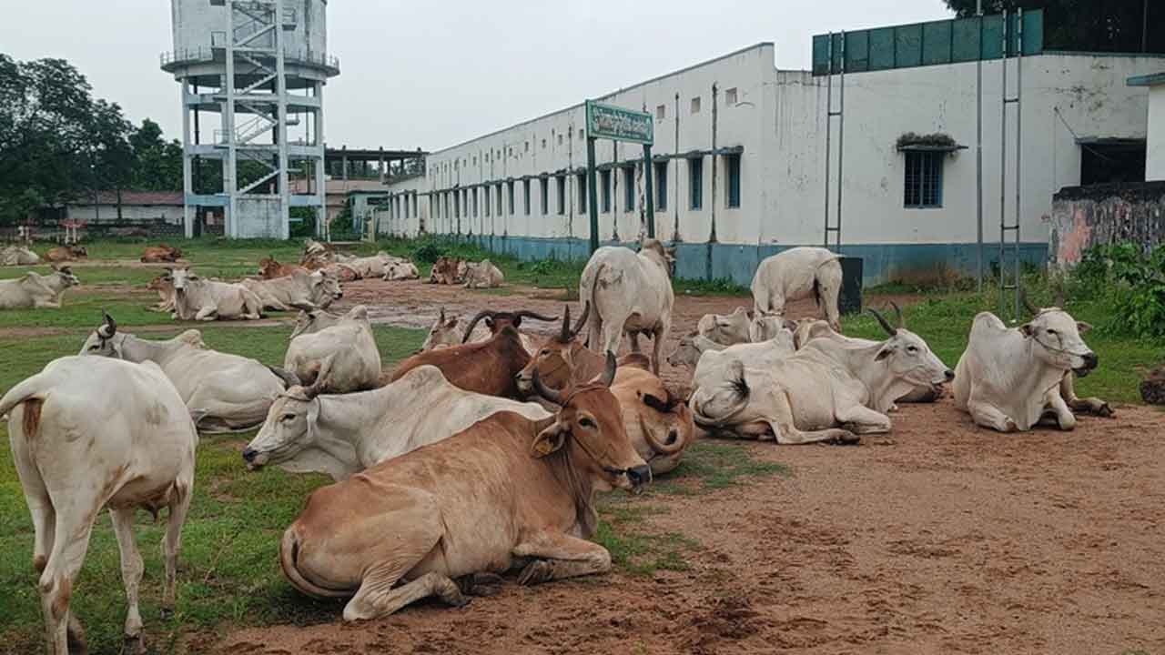 Eturunagaram | పాఠశాల ఆవరణలో పశువులు..అపరిశుభ్రంగా పరిసరాలు
