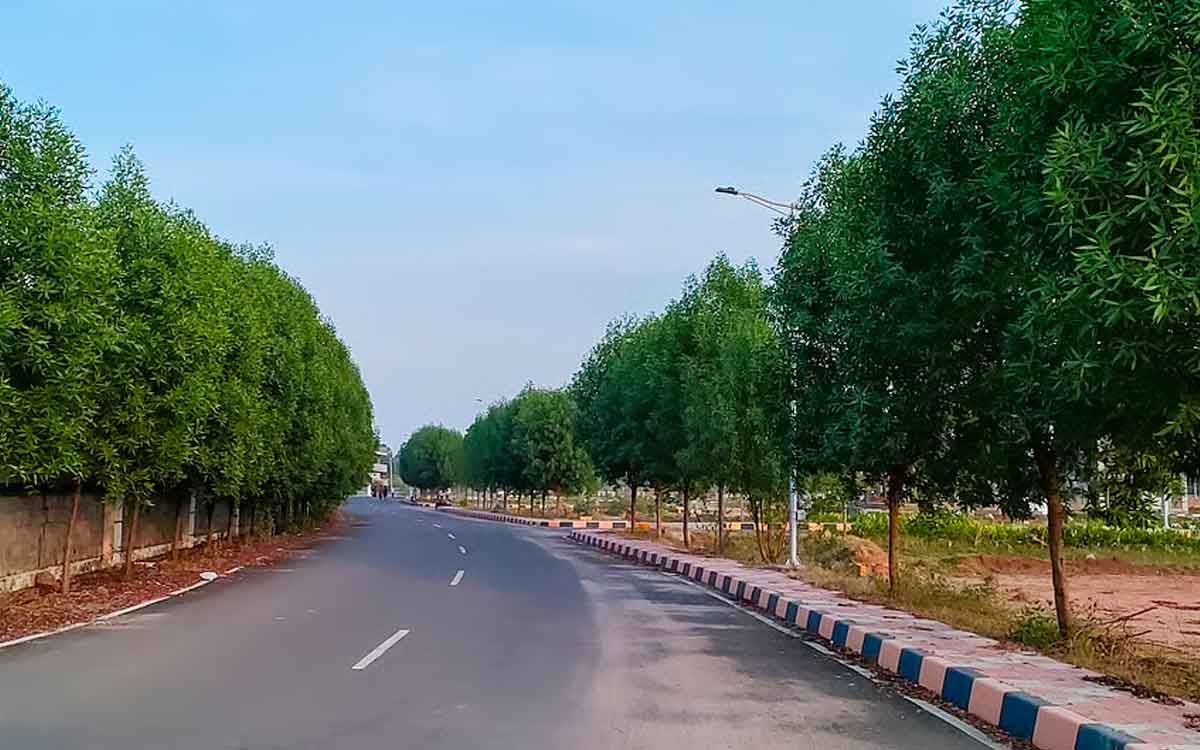 Conocarpus Trees | కోనోకార్ప‌స్ చెట్లు జీవ‌రాశికి, ప‌ర్యావ‌ర‌ణానికి ఎలా హాని చేస్తాయి..? వీటిని ఎందుకు తొల‌గిస్తున్నారు..?