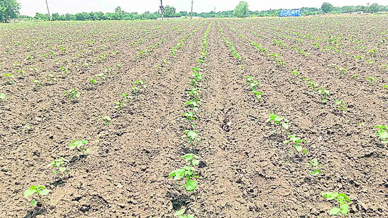 తెల్లబంగారం వైపే మొగ్గు..