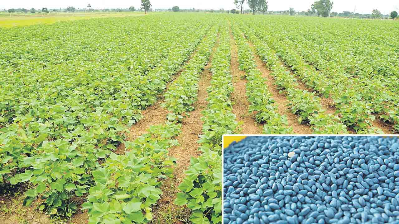 పత్తి రైతుకు విత్తన భారం