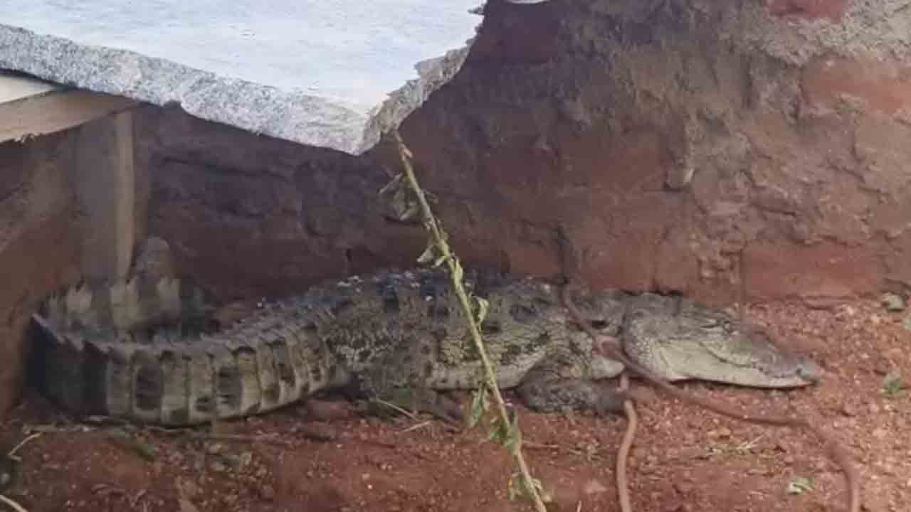 Crocodile | గద్వాలలో అర్ధరాత్రి కలకలం.. ఇండ్ల మధ్యకు వచ్చిన మొసలి