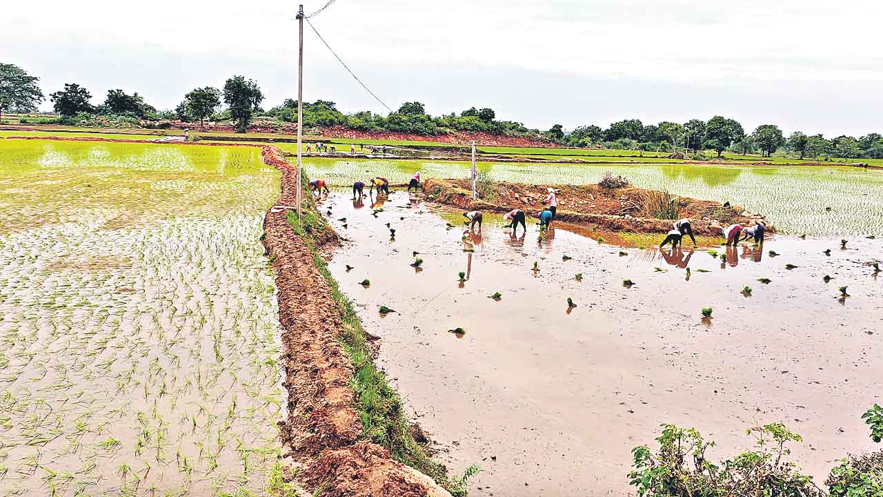 కాళేశ్వర జల ఫలమిది!.. 6.37 లక్షల ఎకరాల్లో పెరిగిన వరి విస్తీర్ణం
