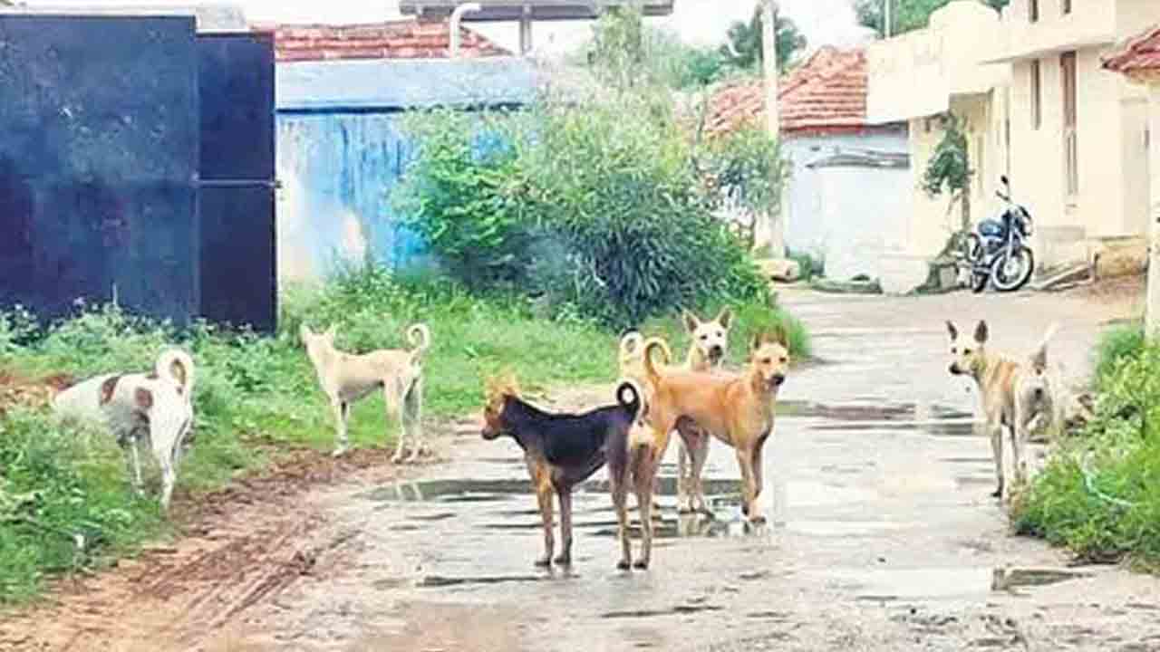పిచ్చికుక్కల స్వైరవిహారం