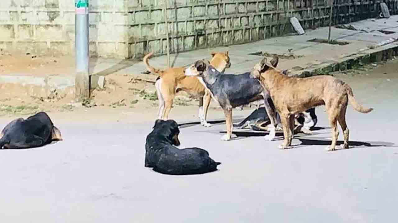 Veldanda | ఆరుబయట నిద్రిస్తుండగా వీధి కుక్కల దాడి.. వ్యక్తికి తీవ్ర గాయాలు