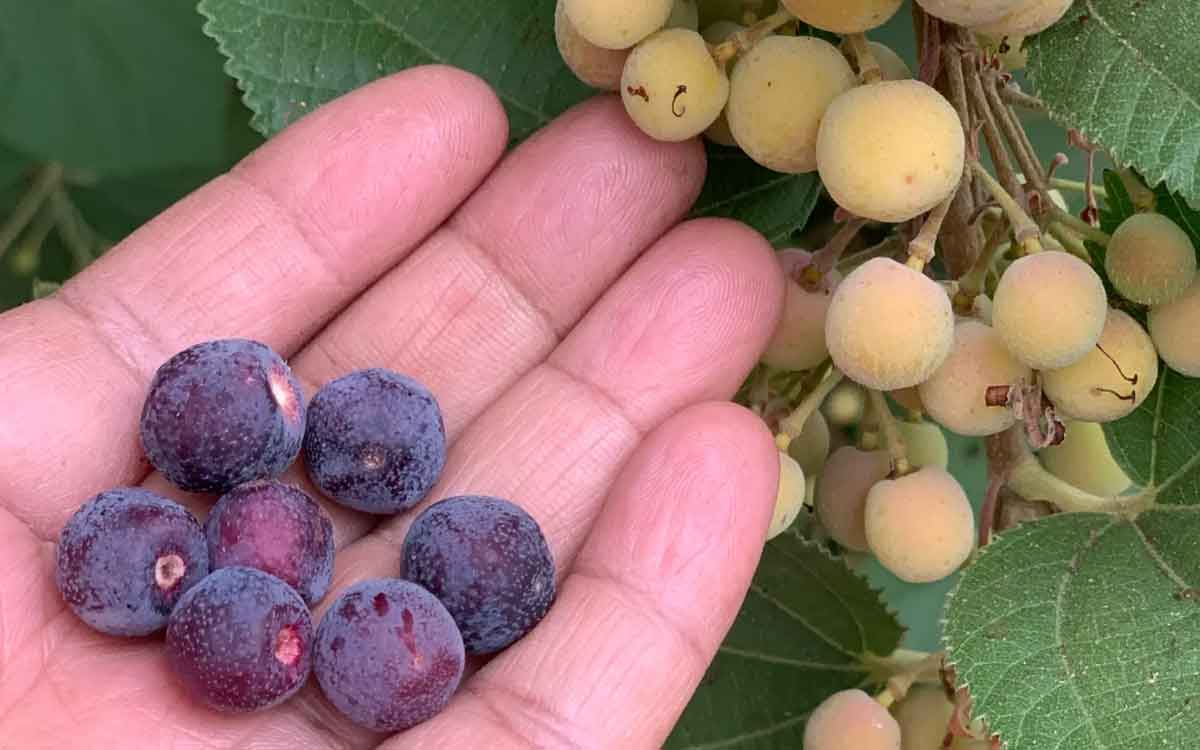 Falsa Fruits | ఈ పండ్లు మీకు ఎక్క‌డ క‌నిపించినా స‌రే విడిచిపెట్ట‌కుండా తినండి.. ఎందుకంటే..?
