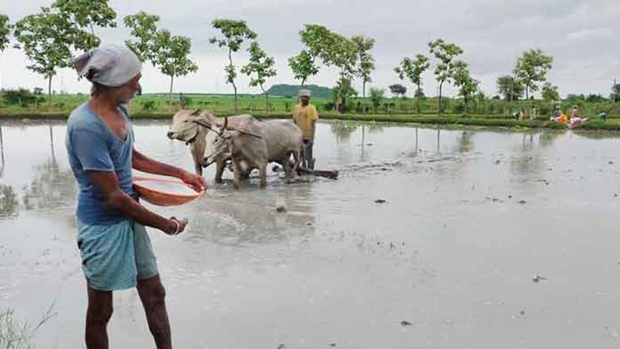 paddy cultivation | తక్కువ పెట్టుబడి.. ఎక్కువ దిగుబడి.. వెదజల్లే పద్ధతిపైనే రైతుల మక్కువ..