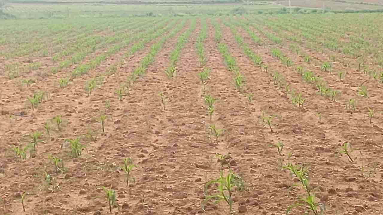 Rains | కరుణించిన వరుణదేవుడు.. రైతుల్లో చిగురించిన ఆశలు