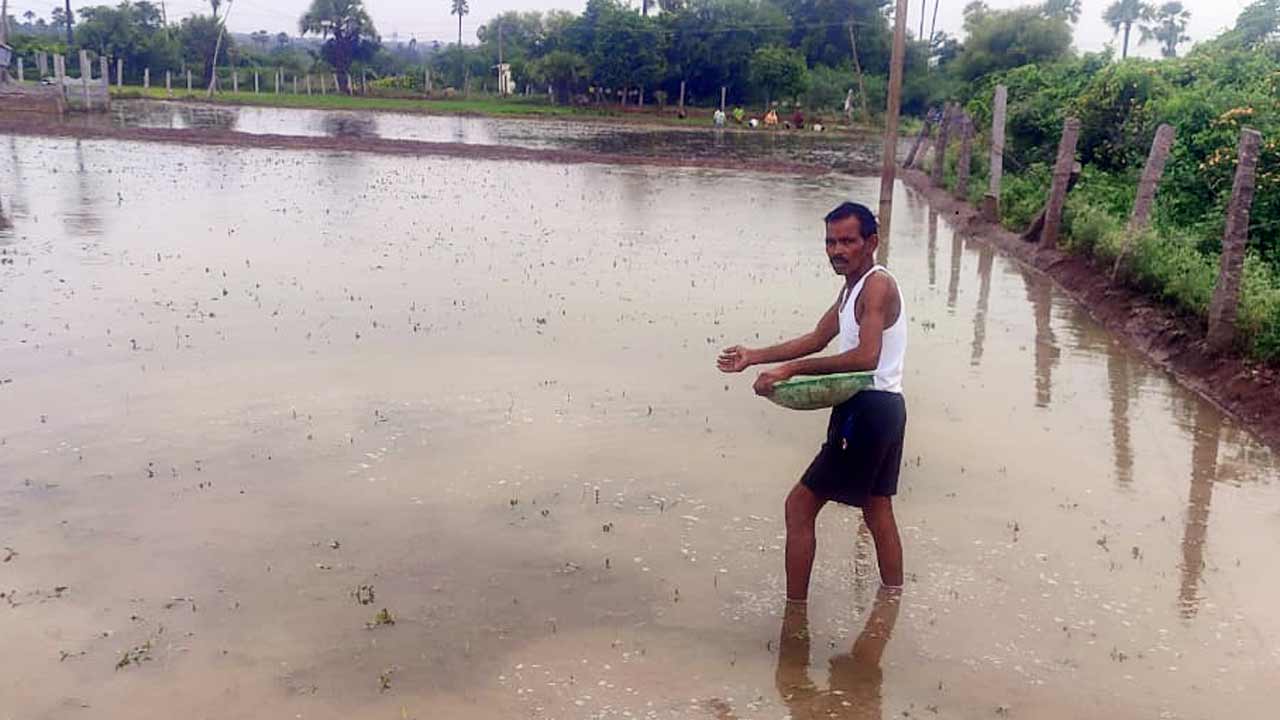 మోతాదుకు మించి ఎరువులు వాడొద్దు.. రైతులకు వ్యవసాయ నిపుణుల సలహాలు