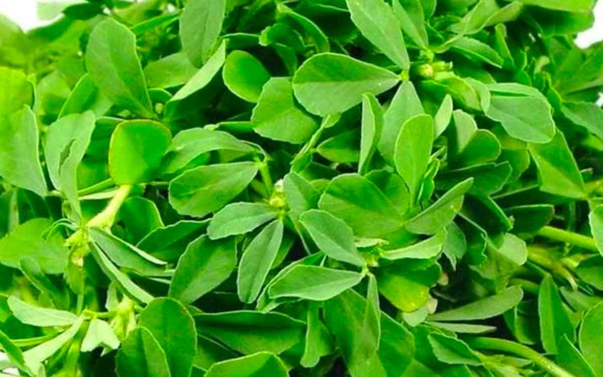 Fenugreek Leaves | మెంతి ఆకుల‌తో ఇన్ని ఉప‌యోగాలు ఉన్నాయా.. తెలిస్తే వెంట‌నే తిన‌డం మొద‌లు పెడ‌తారు..!