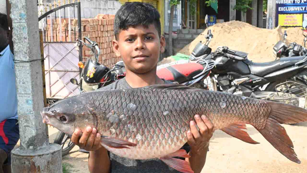 Fish 8