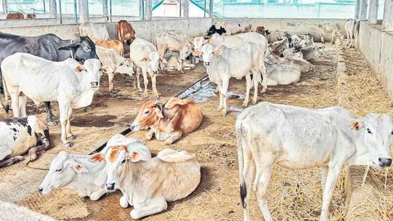 రాజన్న గోశాలలో మరో రెండు కోడెలు మృతి