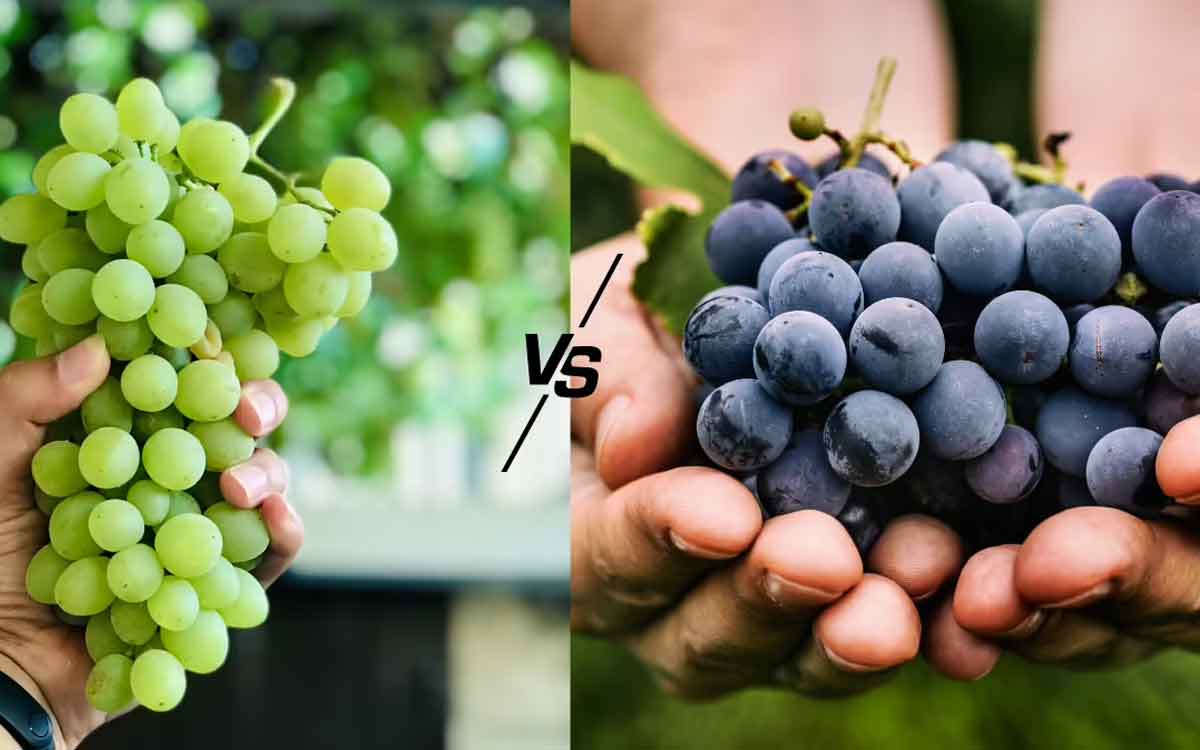 Grapes | న‌లుపు రంగు, ఆకుప‌చ్చ‌.. రెండింటిలో ఏ ద్రాక్ష‌ల‌ను తింటే ఎక్కువ మేలు జ‌రుగుతుంది..?