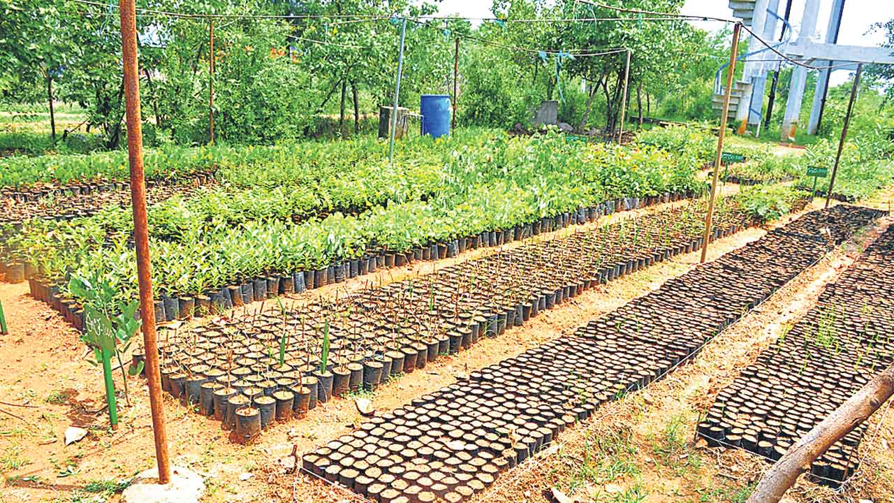 పాలిపోతున్న పచ్చదనం.. హరితహారాన్ని ఎత్తివేసిన సర్కారు