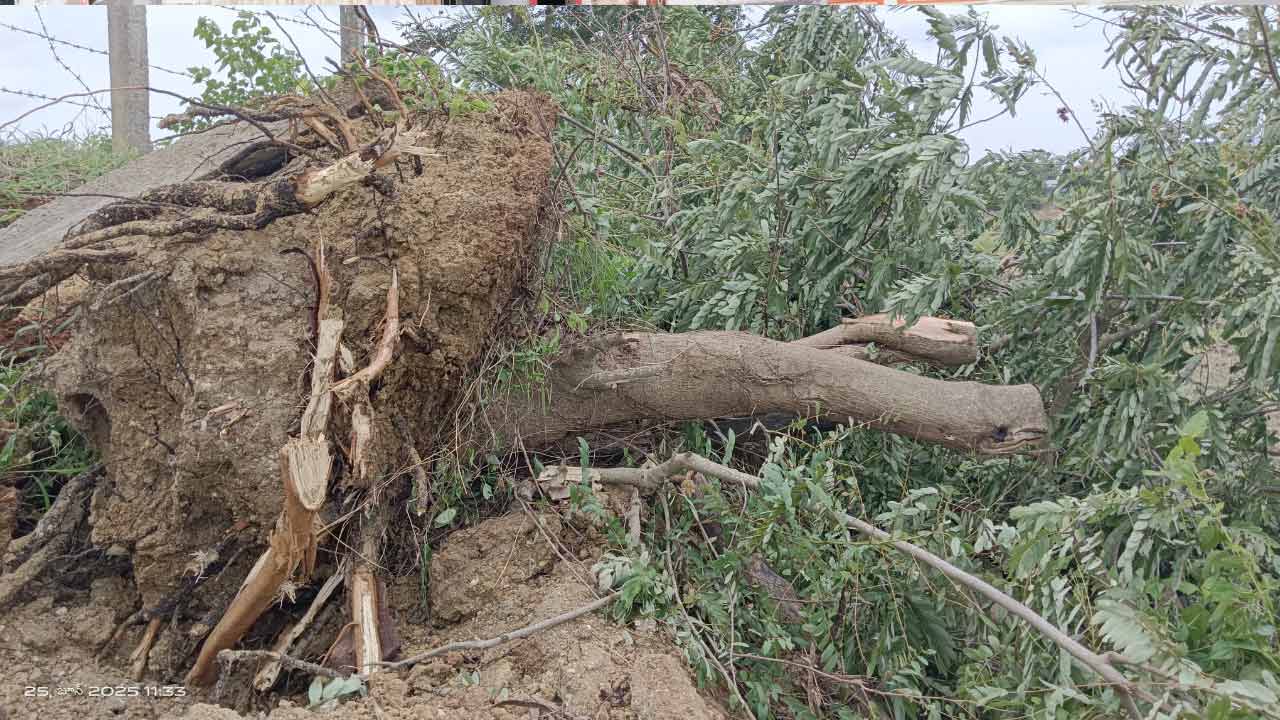 Harithaharam | హరితహారం చెట్లను నరికిన మంత్రి సమీప బంధువు