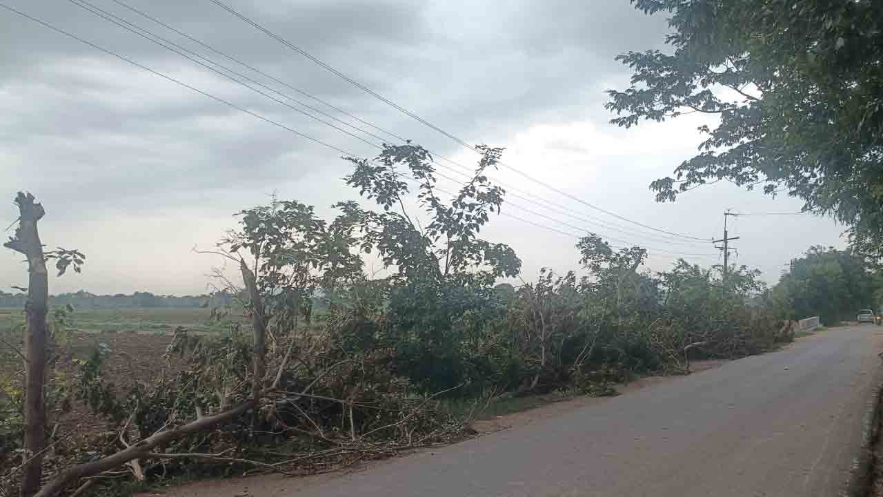 Haritha Haram | విద్యుత్‌ తీగలకు అడ్డుగా ఉన్నాయని.. హాజీపూర్‌లో హరితహారం చెట్ల నరికివేత