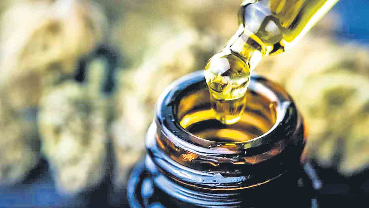 హాష్‌ ఆయిల్‌పైనే స్మగ్లర్ల దృష్టి..!