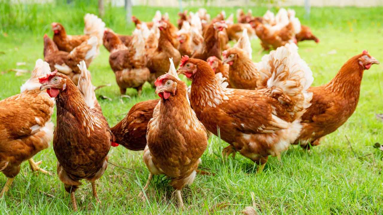 Rangareddy | నాటు కోళ్ల‌పై వీధి కుక్క‌ల దాడి.. 300 కోళ్లు మృతి