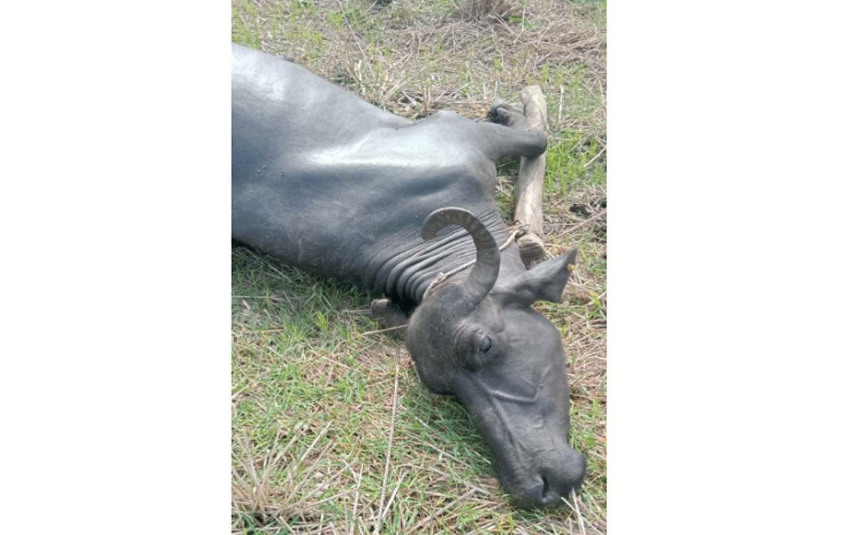 Bhoodan Pochampally : ఇంద్రియాలలో విద్యుదాఘాతంతో పాడి బ‌ర్రె మృతి